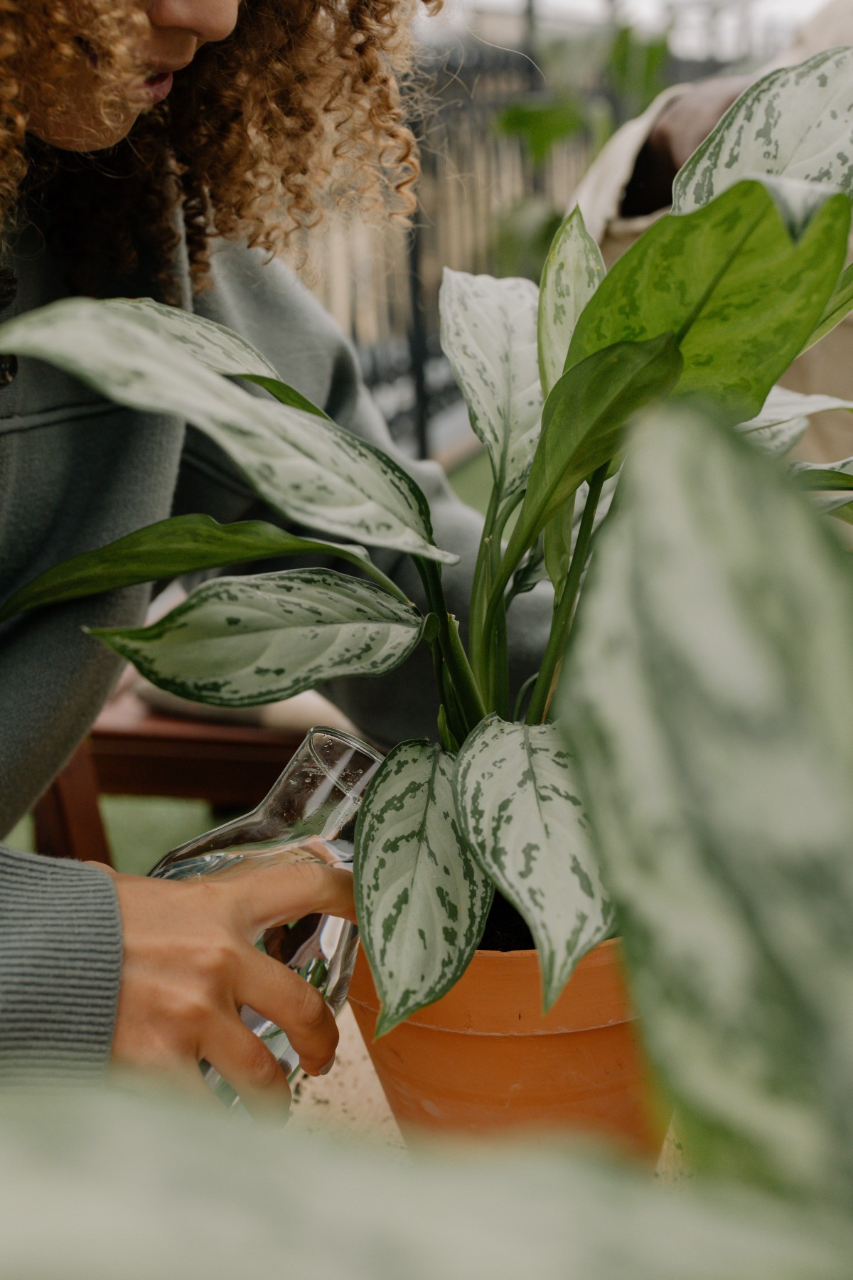 Chinese Evergreen